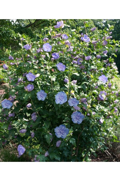  Hibiscus syriacus Blue Chiffon